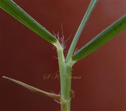  Leaf base hairy
